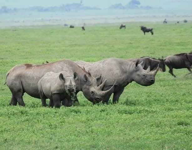 Our team on safari