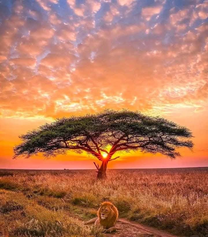 Wildlife safari